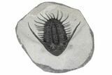 Kayserops megaspina Trilobite - Bou Lachrhal, Morocco #189972-3